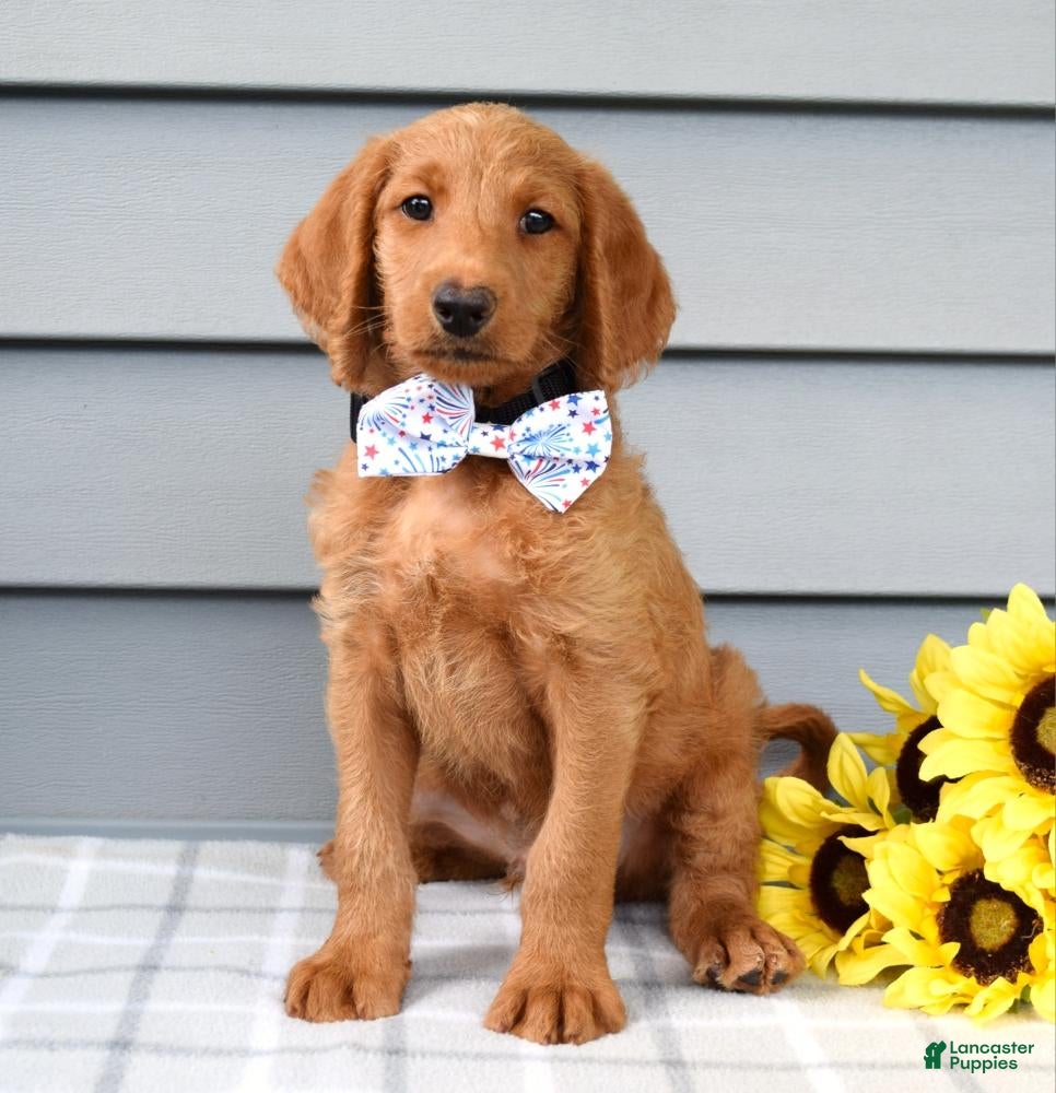 Labradoodle dogs Cooper  - Ad 2