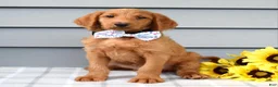 Labradoodle dogs for sale: Cooper  - Ad 2