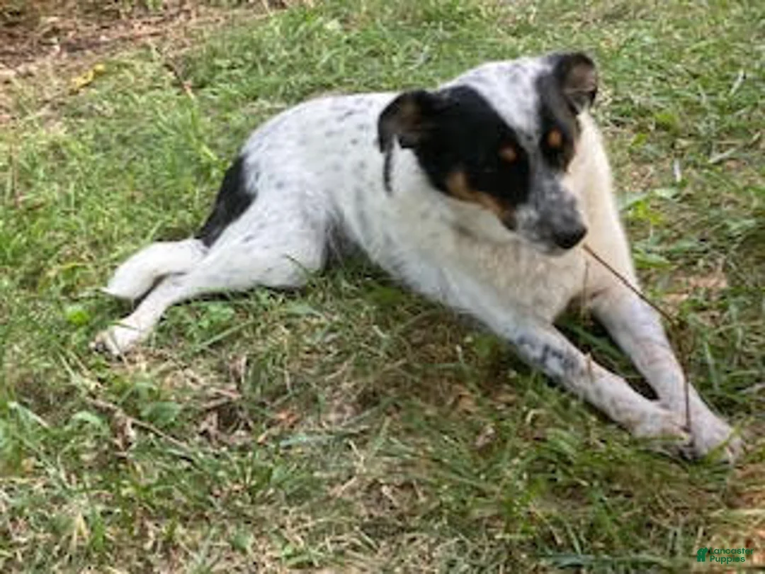 Bordoodle dogs for sale: Bordoodle Puppy Panther - Ad 4