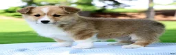 Welsh Corgi Pembroke dogs for sale: Honey - Ad 3