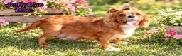 Cavalier King Charles Spaniel dogs for sale: Mario Male AKC Cavalier - Ad 15