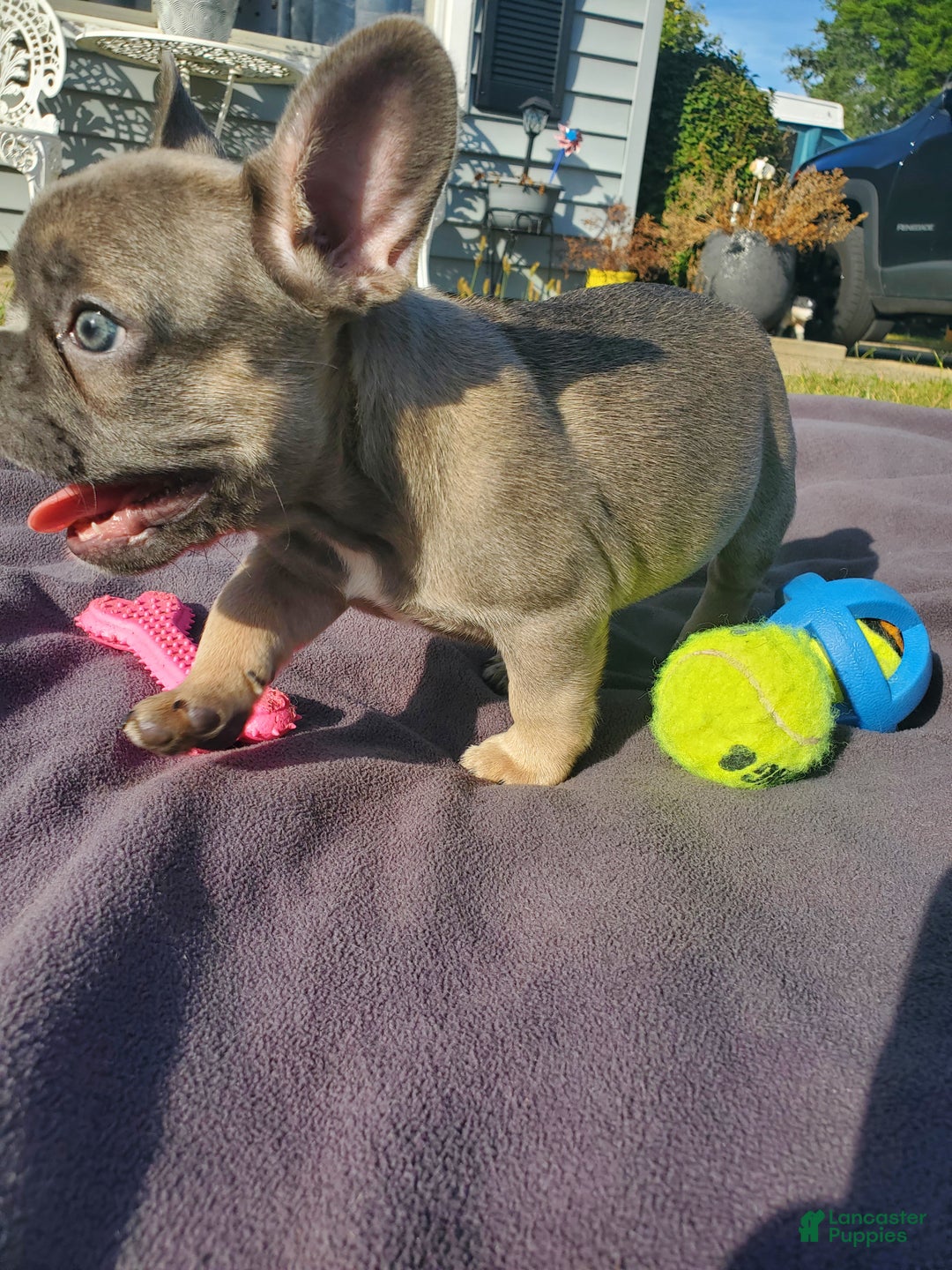 French Bulldog dogs for sale: Serenity - Ad 3
