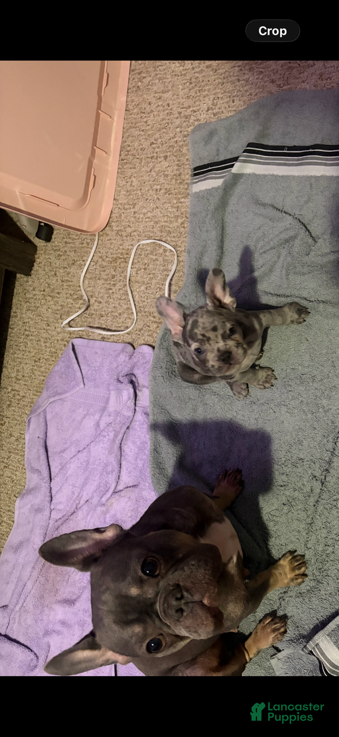 French Bulldog dogs for sale: French Bulldog Puppy 1 - Ad 7