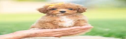 Toy Poodle dogs for sale: Bixby AKC - Ad 9