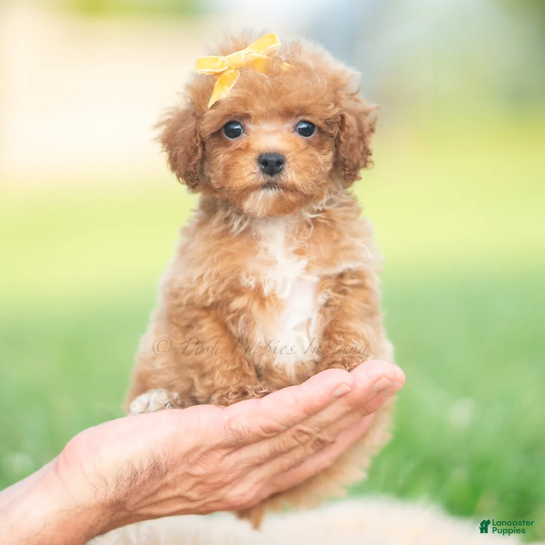 Toy Poodle dogs for sale: Bixby AKC - Ad 9