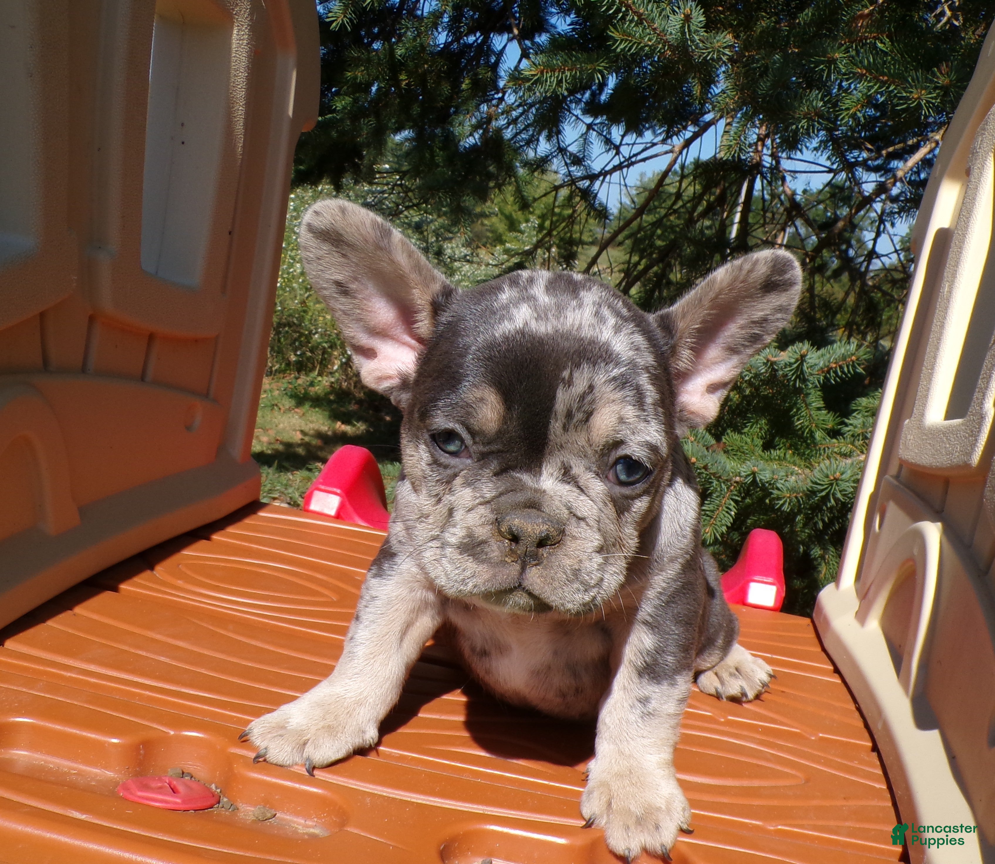 French Bulldog dogs French Bulldog Puppy 1 Philipe - Ad 3