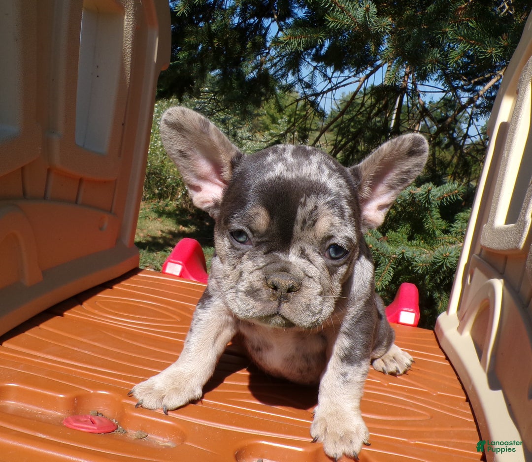 French Bulldog dogs for sale: French Bulldog Puppy 1 Philipe - Ad 1