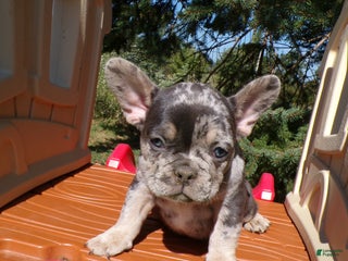 French Bulldog dogs French Bulldog Puppy 1 Philipe - Ad 32