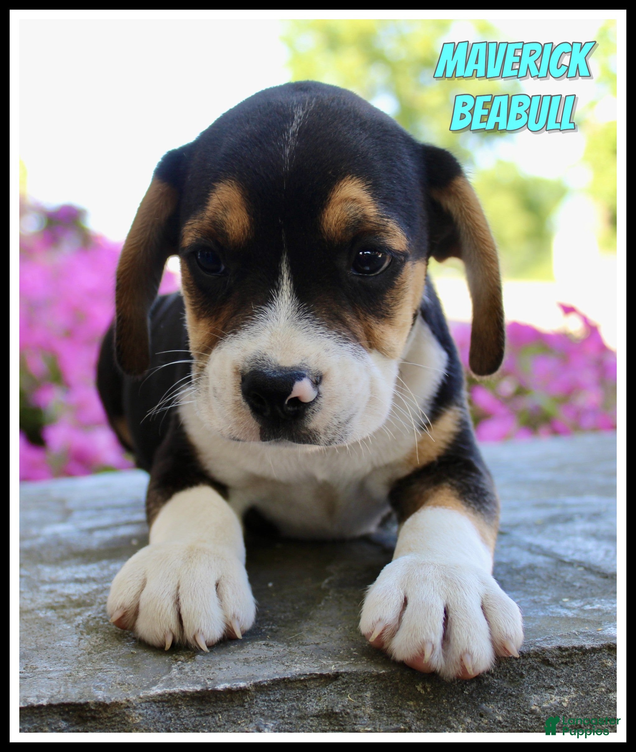 Beabull dogs Maverick - Ad 1