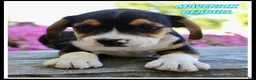 Beabull dogs for sale: Maverick - Ad 1