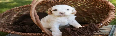 Nugget MUNCHKIN BERNEDOODLE