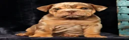 English Bulldog dogs for sale: Scarlett - Ad 7