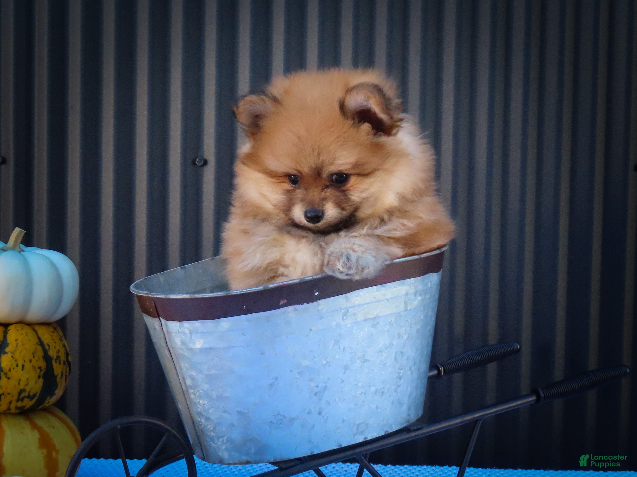 Pomeranian dogs Max🐾 - Ad 2