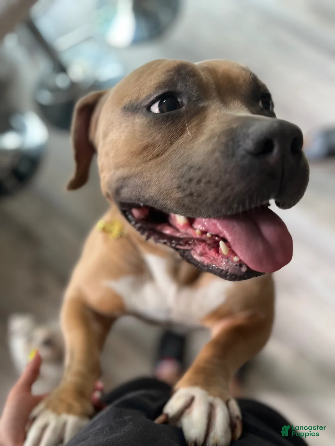 Mixed Breed dogs for sale: Mixed Breed Puppy 1 - Ad 6