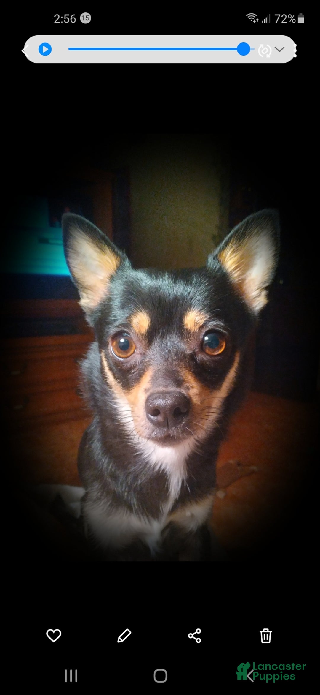 Chihuahua dogs for sale: Choco - Ad 2