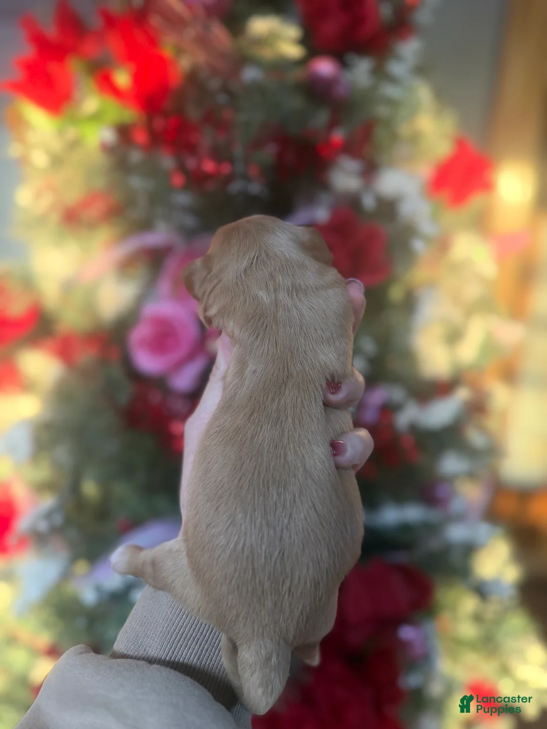 Cavachon dogs for sale: Cavachon Puppy 2 - Ad 2