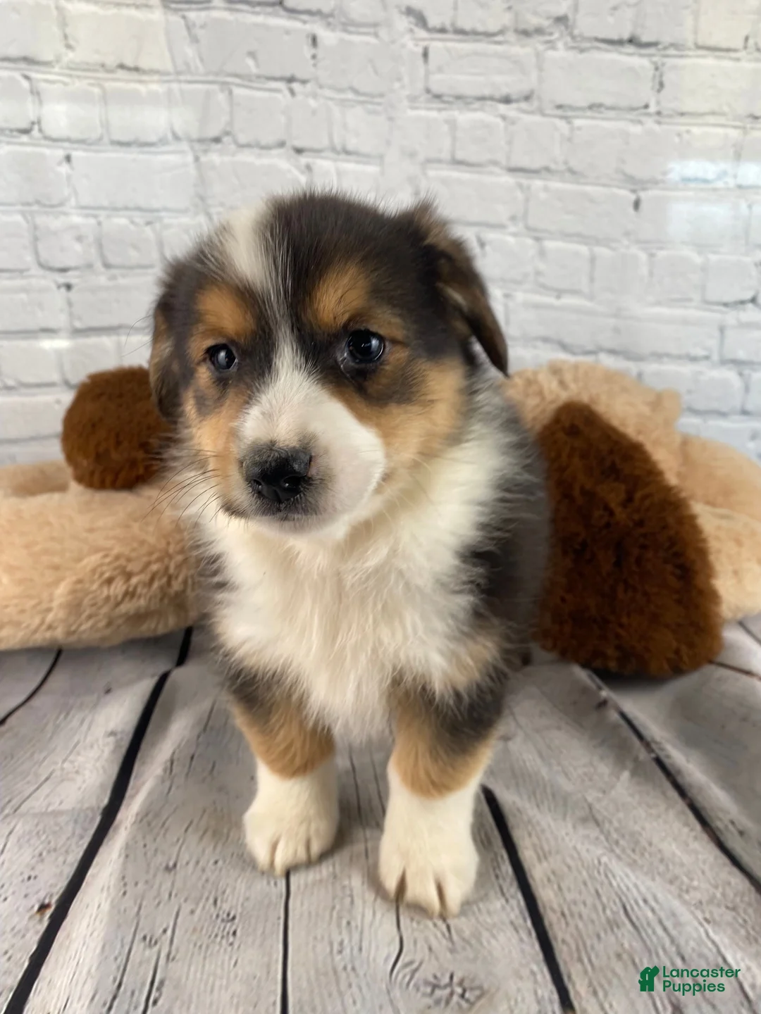Mixed Breed dogs for sale: Luna - Ad 1
