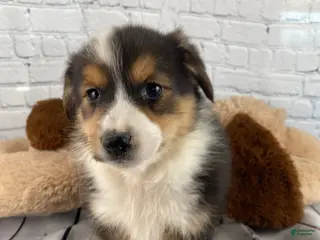 Mixed Breed dogs for sale: Luna - Ad 2