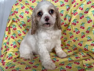 Cocker Spaniel dogs Fiona - Ad 5