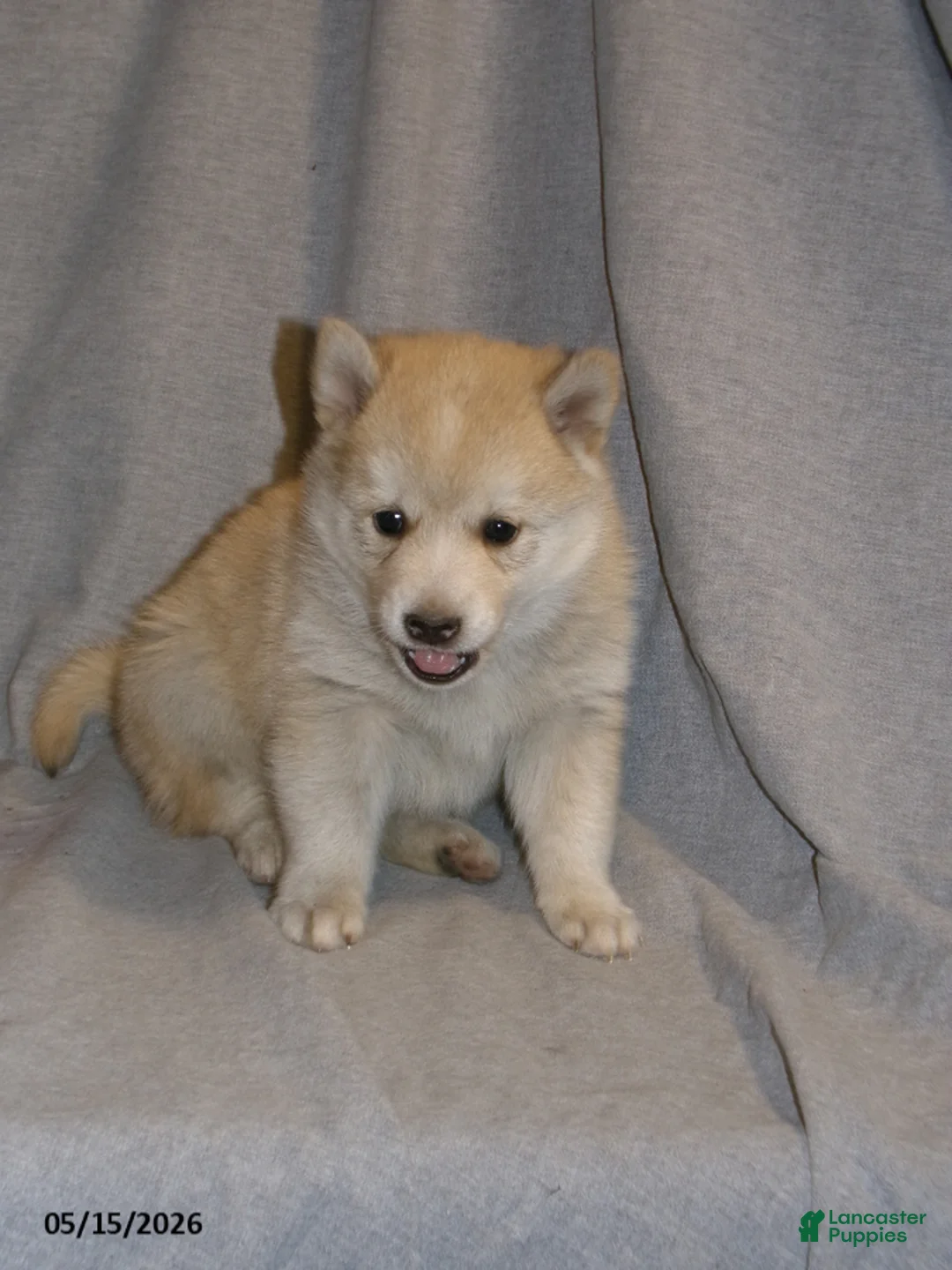 Pomsky dogs for sale: Ava - Ad 2