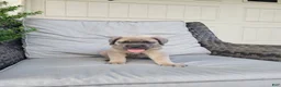 Cane Corso dogs for sale: Nova - Ad 4