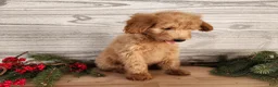 Mini Goldendoodle dogs for sale: Reno - Ad 11