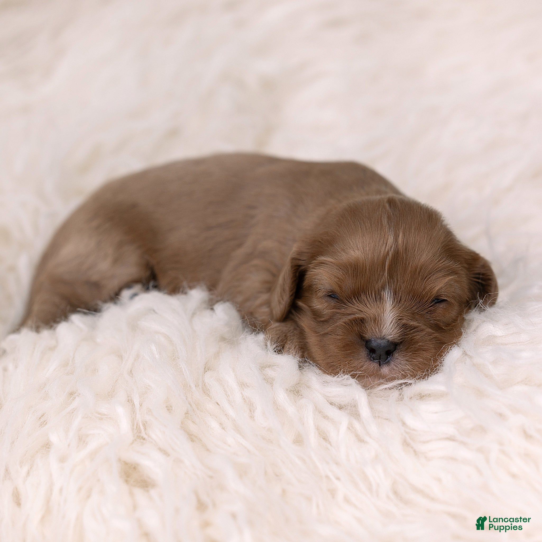 Cavalier King Charles Spaniel dogs Matt Cavalier King Charles Spaniel  - Ad 2