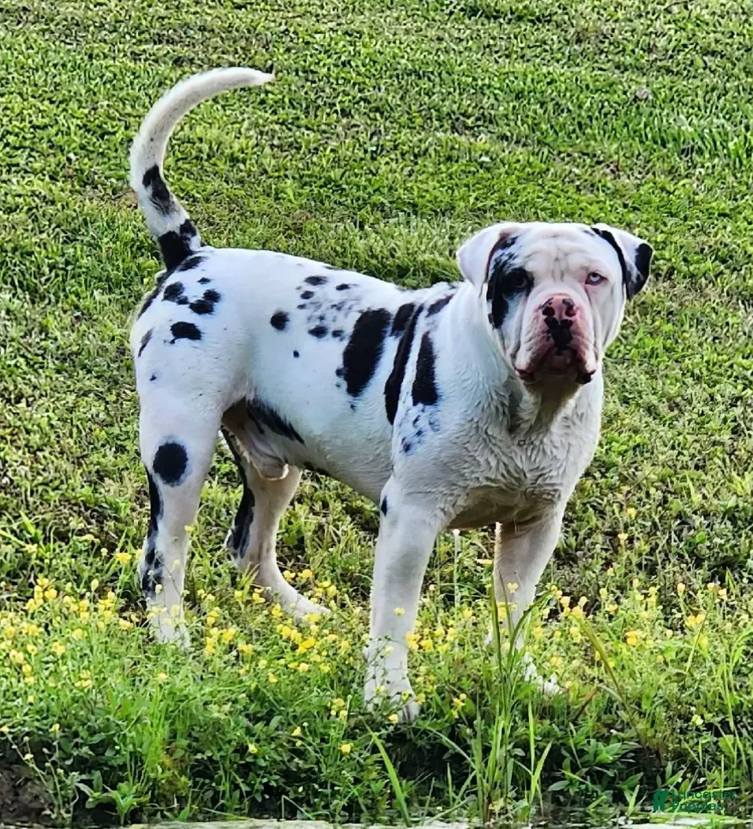 Alapaha Blue Blood Bulldog dogs for sale: Bishop - Ad 4