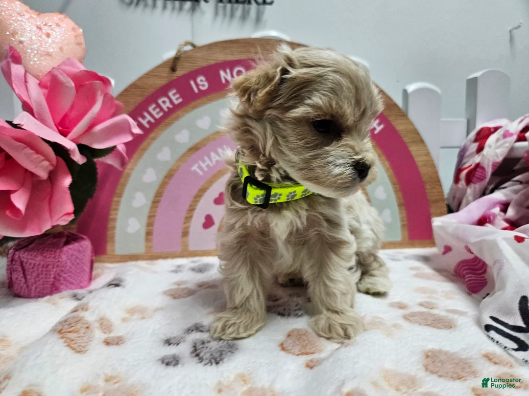 Maltipoo dogs for sale: Maltipoo Rambo Jaye - Ad 11