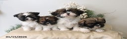 Shih Tzu dogs for sale: Finley - Ad 4