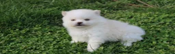 Pomeranian dogs for sale: Charlie  - Ad 5