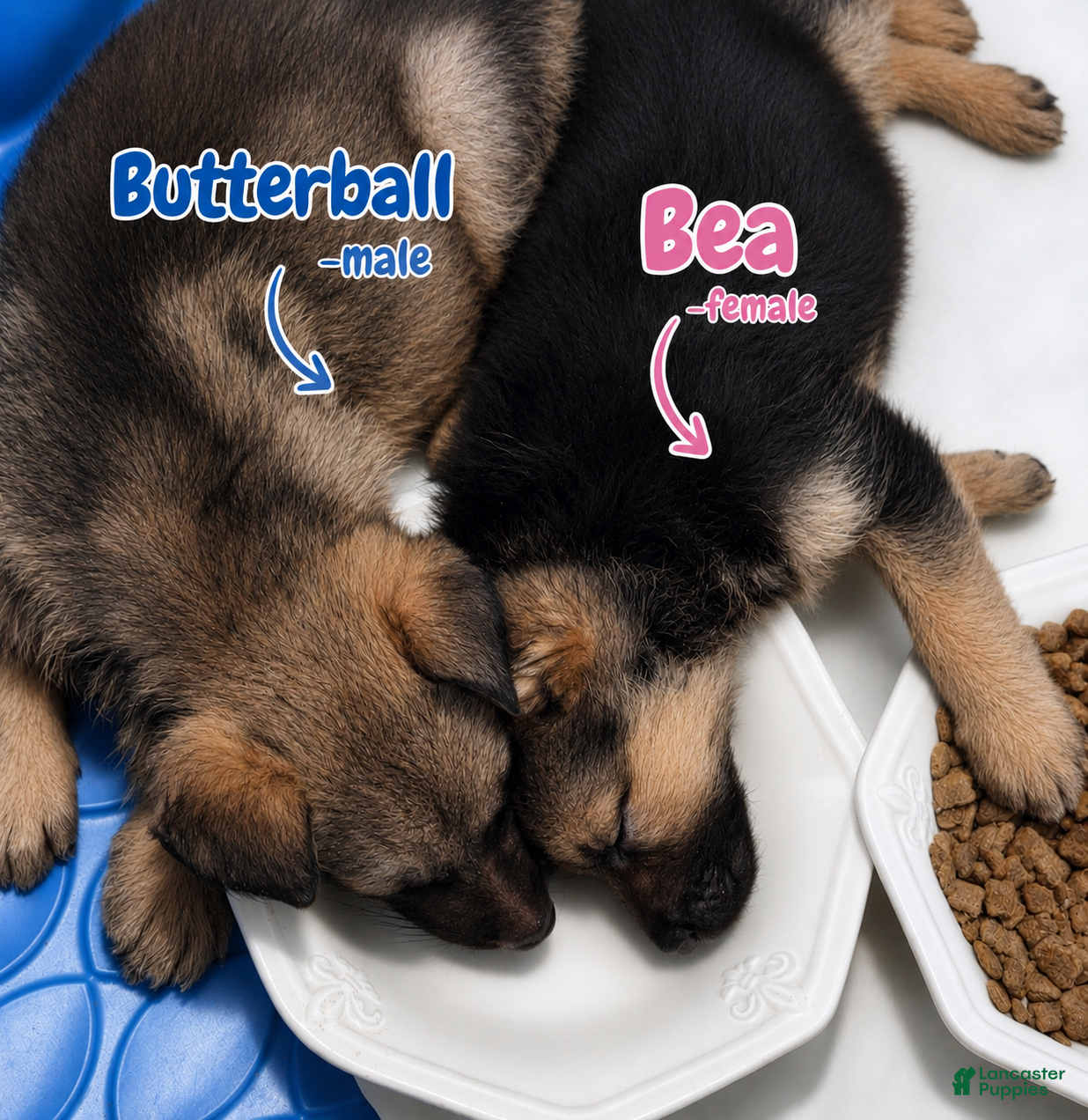 German Shepherd dogs Bea - Ad 2