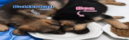 German Shepherd dogs for sale: Bea - Ad 2