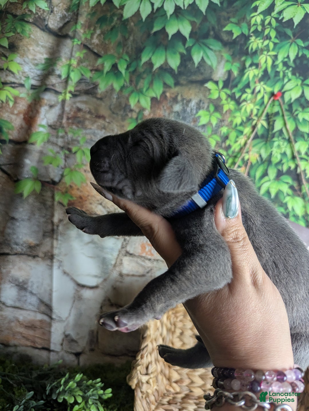 Great Dane dogs for sale: Gimli Male Blue Brindle Great Dane Puppy  - Ad 5