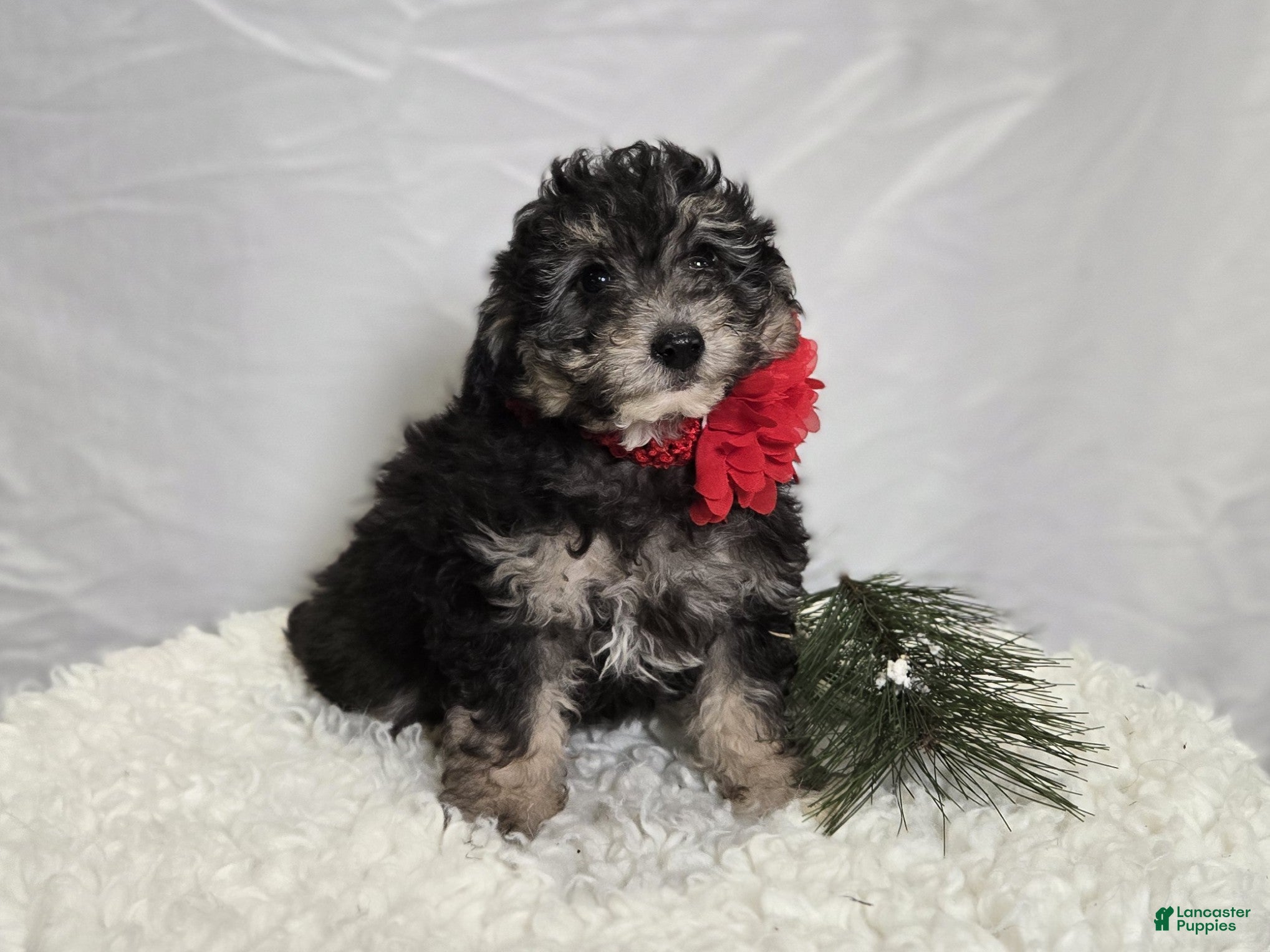 Pomapoo dogs Lucy - Ad 10