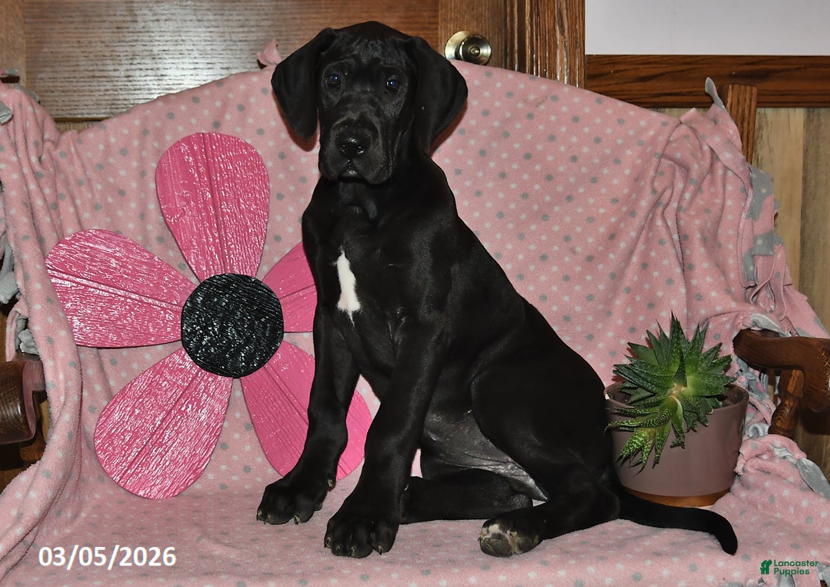 Great Dane dogs Blessing - Ad 2