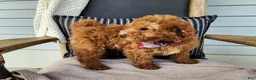 Mini Bernedoodle dogs for sale: Blake - Ad 16