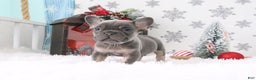 French Bulldog dogs for sale: Alex - Ad 4
