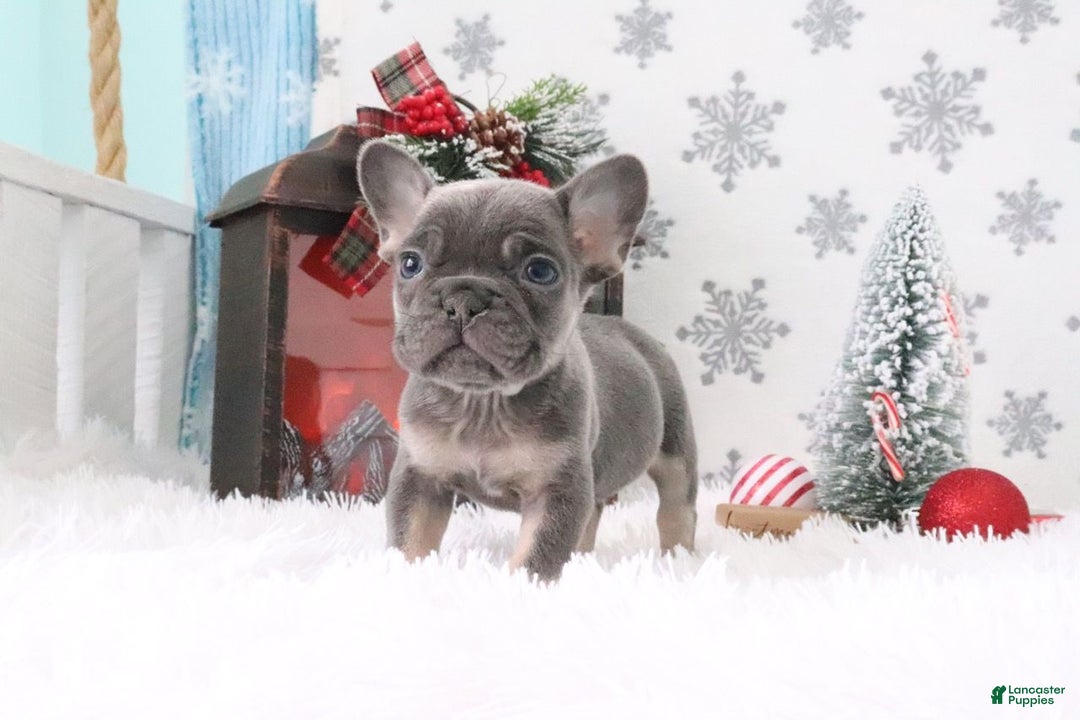 French Bulldog dogs for sale: Alex - Ad 4