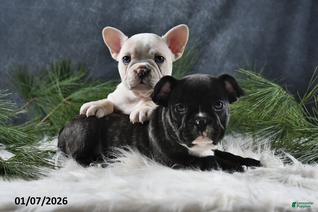 French Bulldog dogs for sale: Cindy - Ad 3