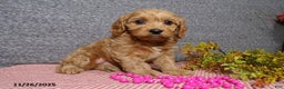 Cavapoo dogs for sale: Peggy - Ad 1