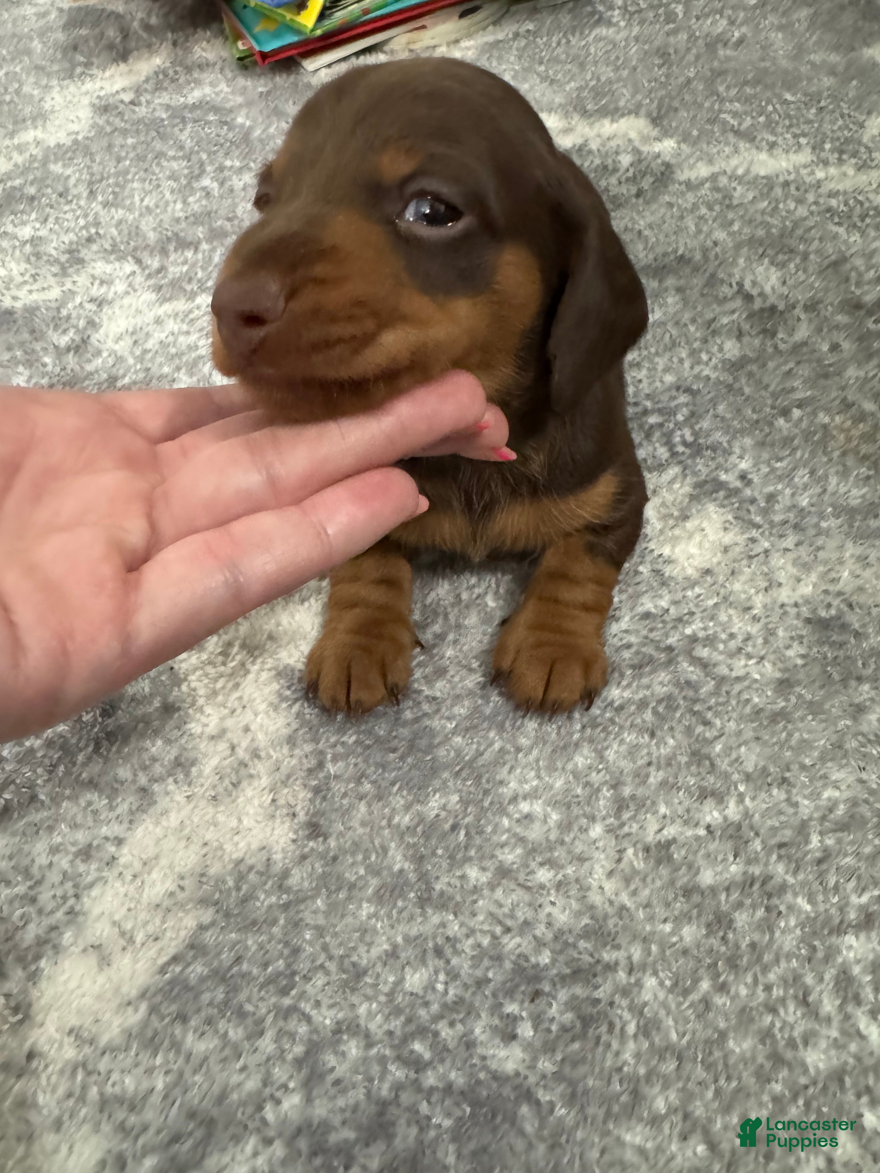 Miniature Dachshund dogs Miniature Dachshund 1 - Ad 2