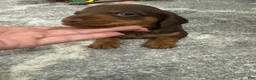 Miniature Dachshund dogs for sale: Miniature Dachshund 1 - Ad 2