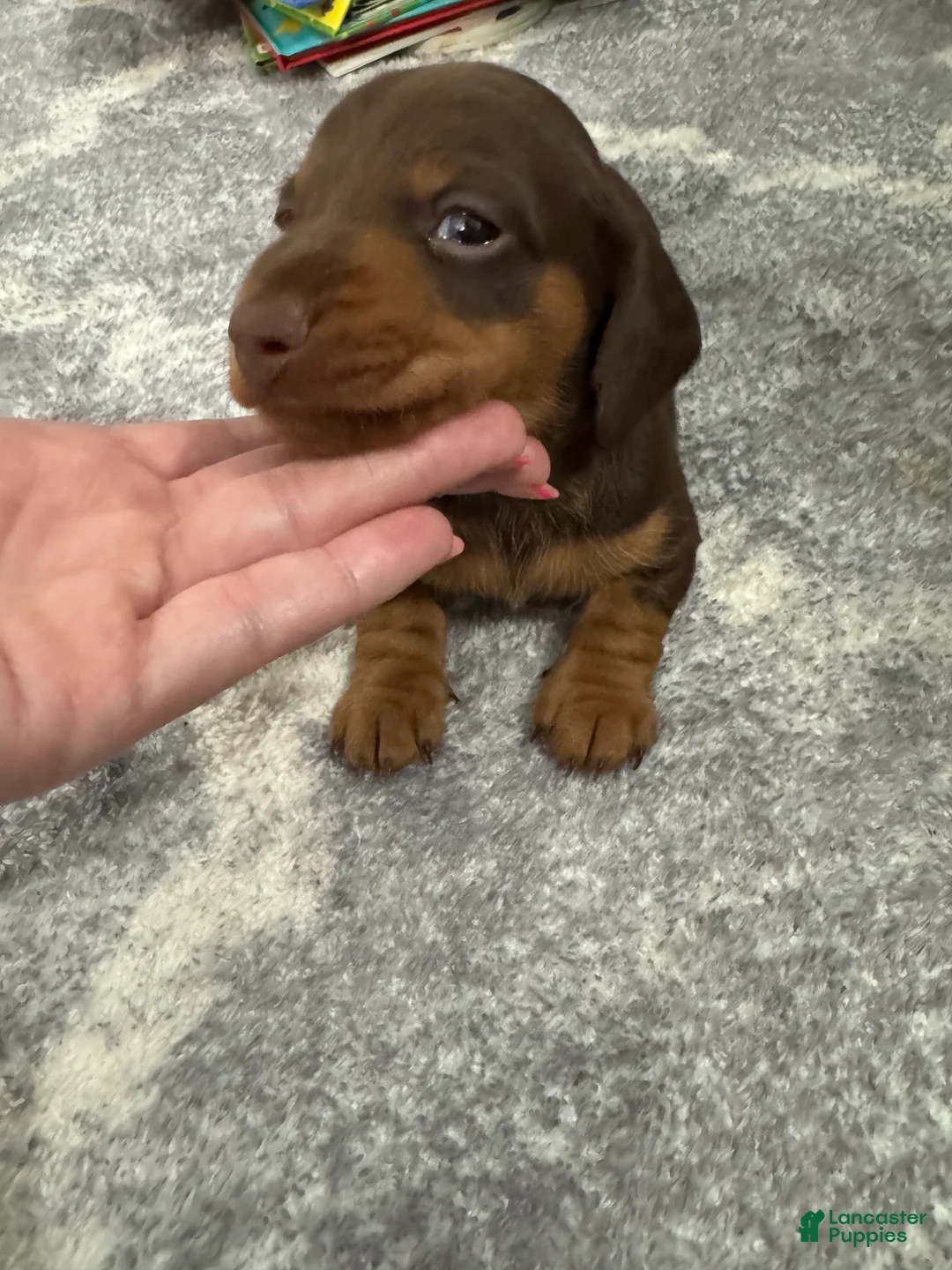 Miniature Dachshund dogs for sale: Miniature Dachshund 1 - Ad 2