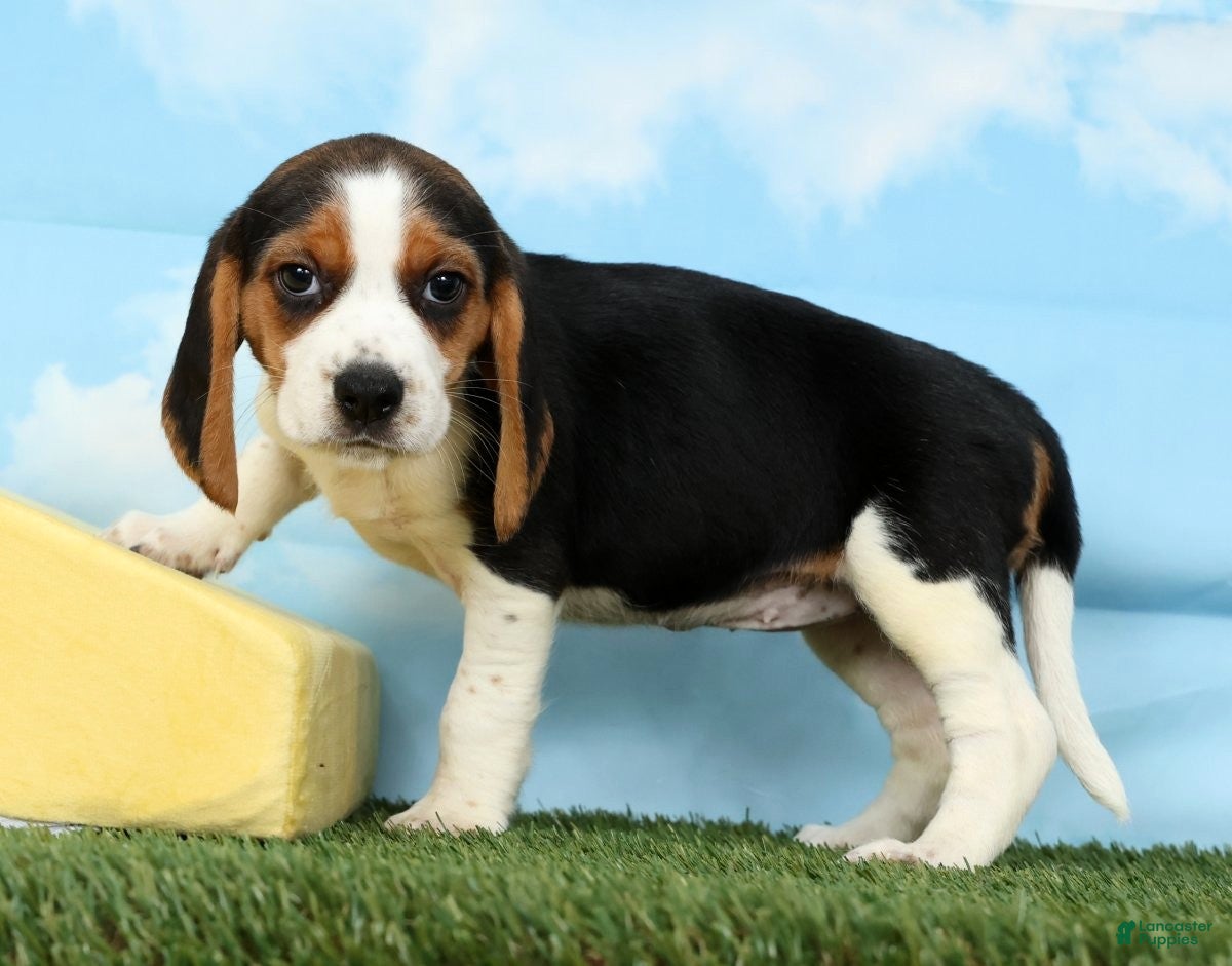 Beagle dogs Banana - Ad 2