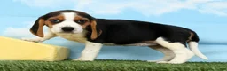 Beagle dogs for sale: Banana - Ad 2