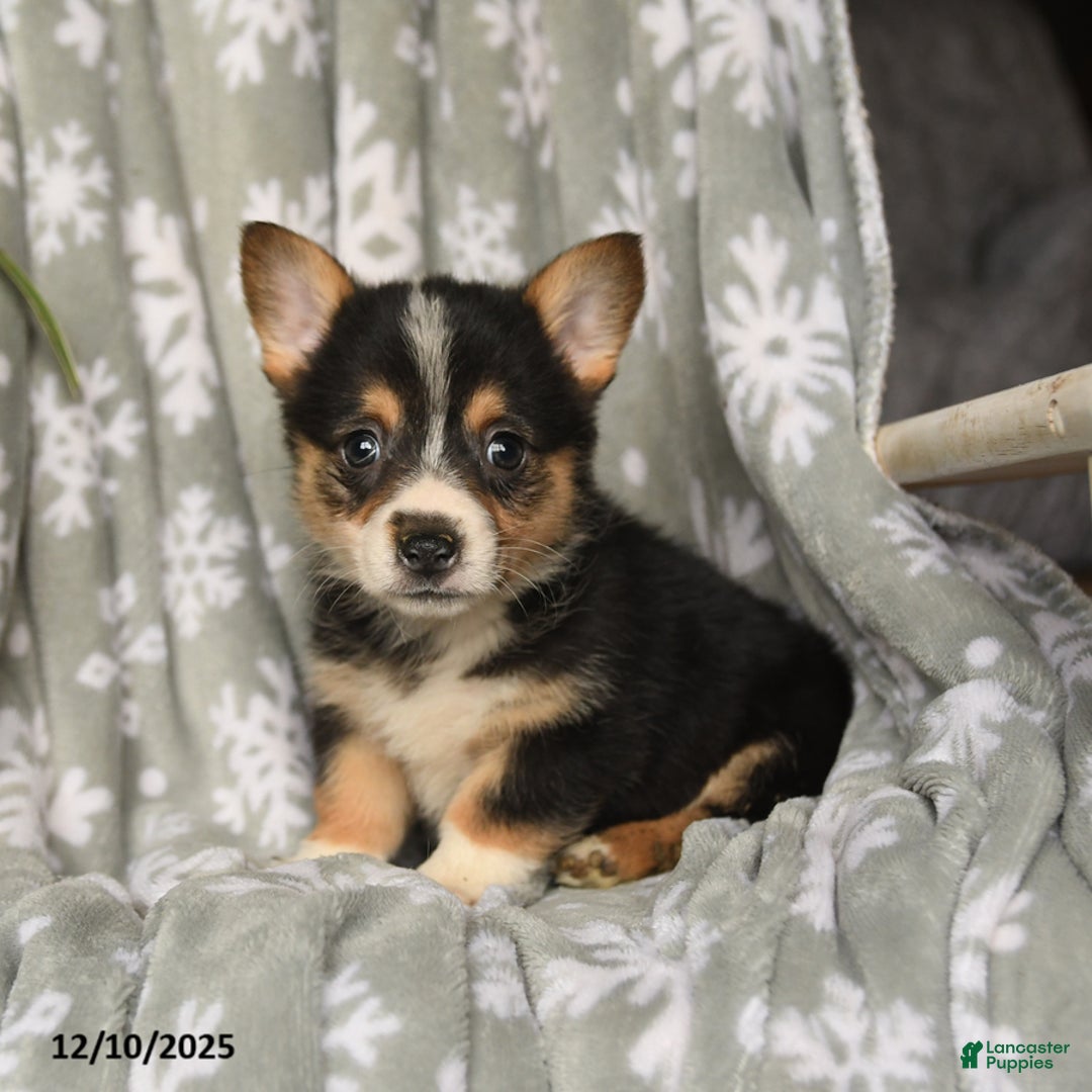 Welsh Corgi Pembroke dogs for sale: Cocoa - Ad 1