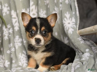 Welsh Corgi Pembroke dogs Cocoa - Ad 6