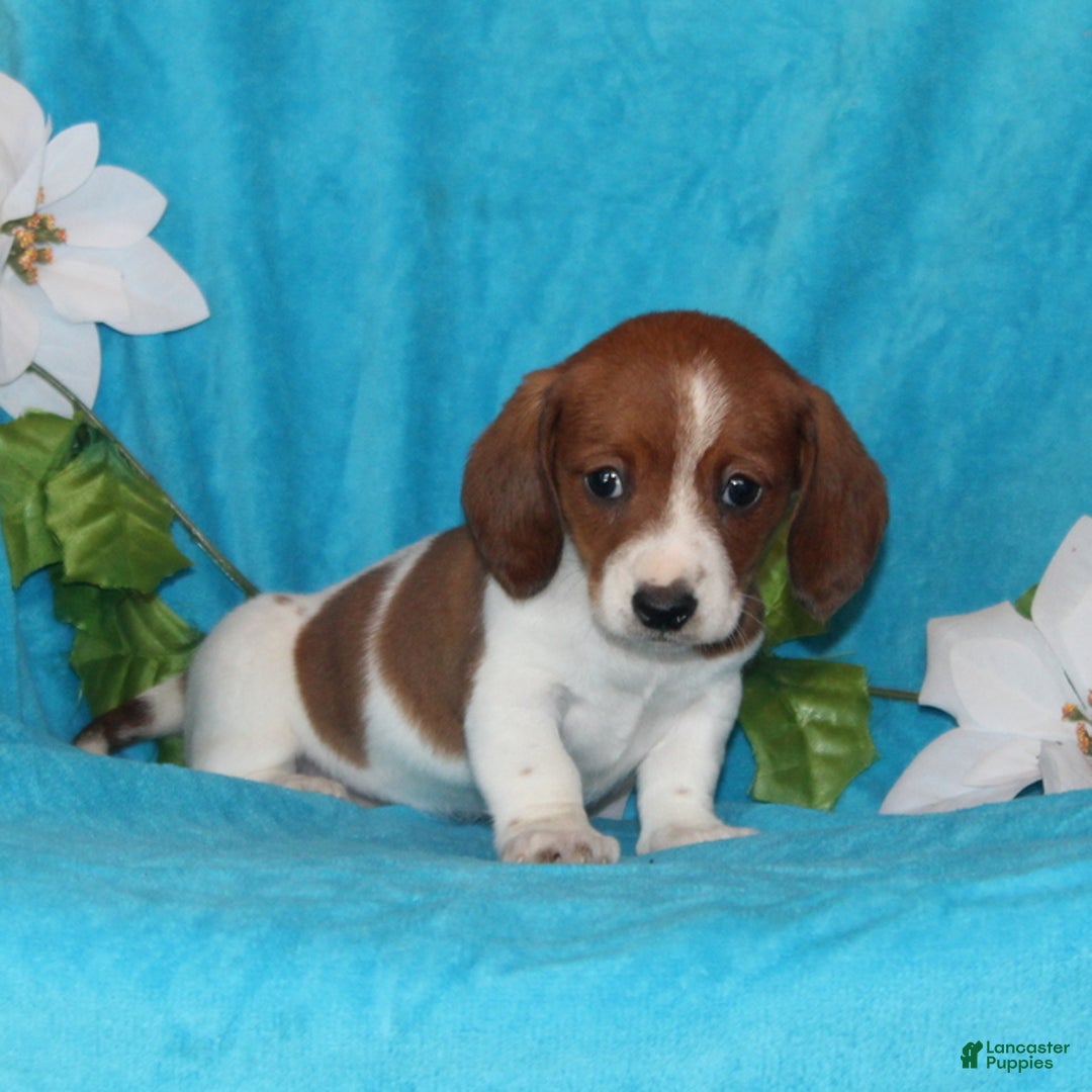 Miniature Dachshund dogs for sale: Dolly - Ad 1