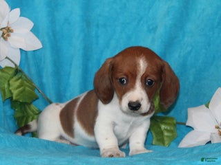 Miniature Dachshund dogs Dolly - Ad 28